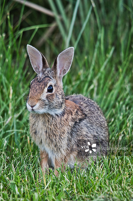 兔子在场上的特写镜头图片素材