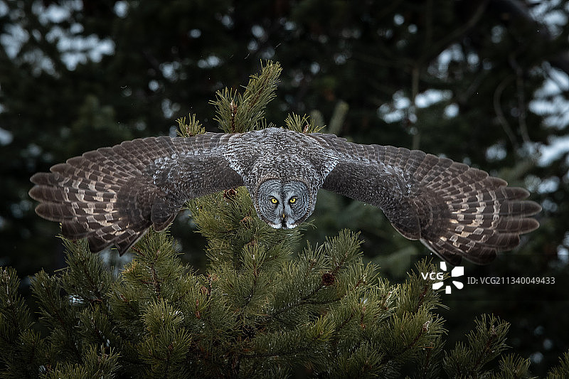 猫头鹰在树上的特写镜头图片素材