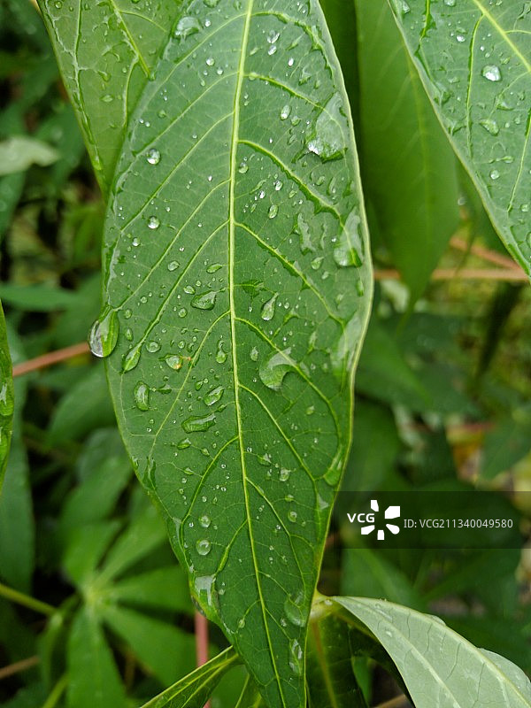 雨季潮湿植物叶片的特写镜头图片素材