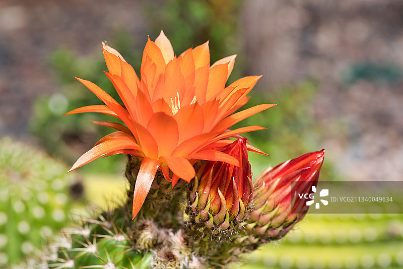 美国亚利桑那州的橙色花朵特写图片素材
