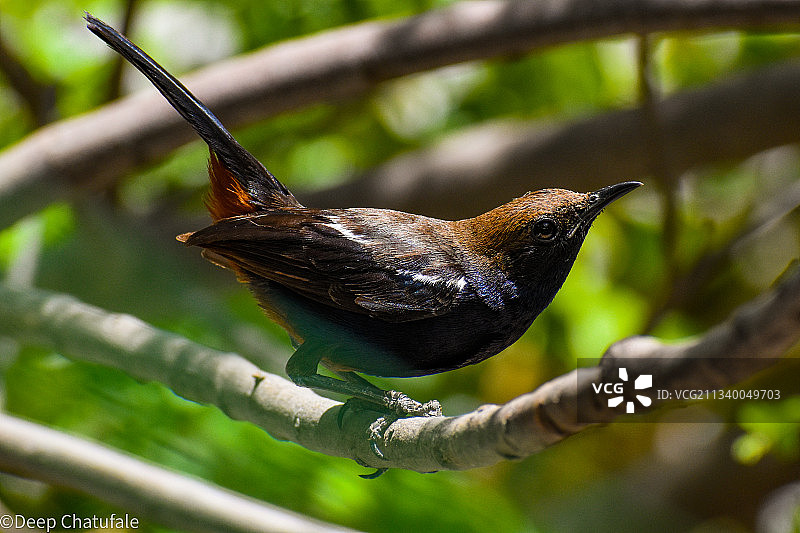 栖息在树枝上的鸣禽特写图片素材