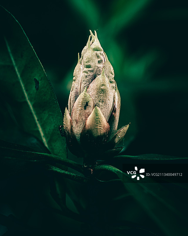 树叶上的青蛙特写图片素材