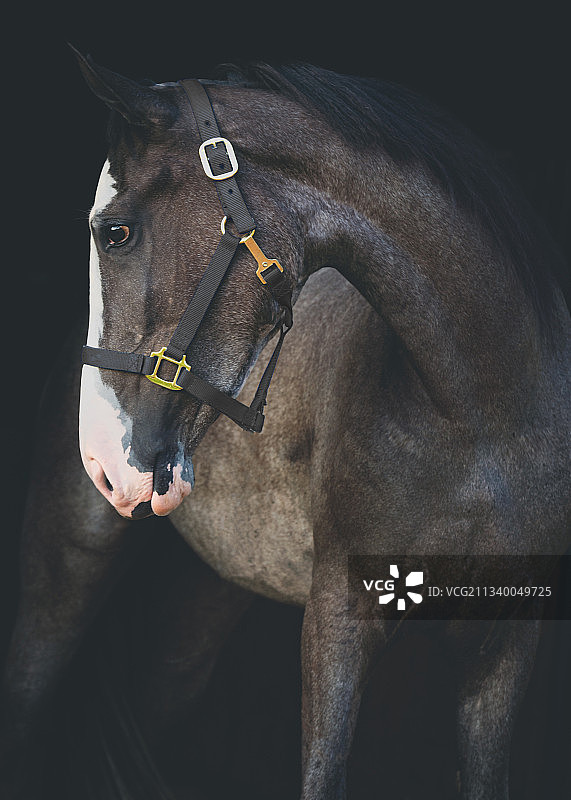 美国黑色背景下的马特写图片素材