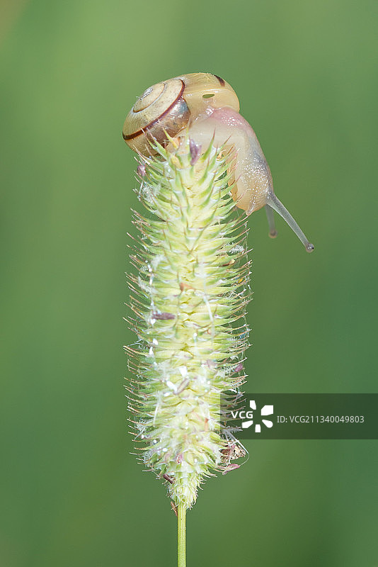 植物上的蜗牛特写，霍克sche瓦尔德，荷兰图片素材