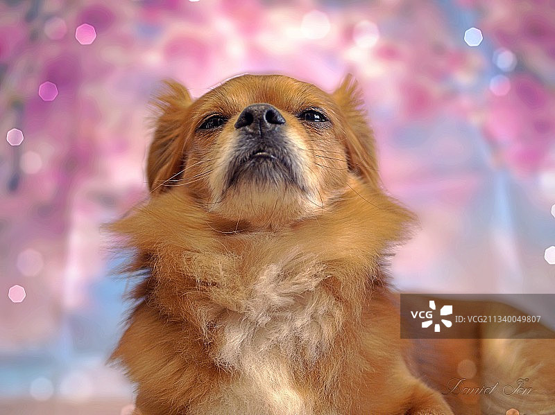 特写的狗图片素材