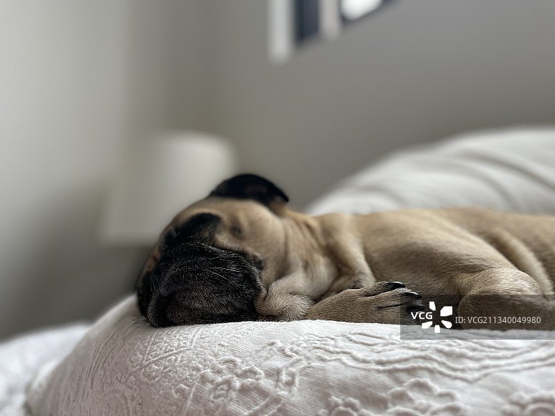 哈巴狗在家中床上睡觉的特写图片素材
