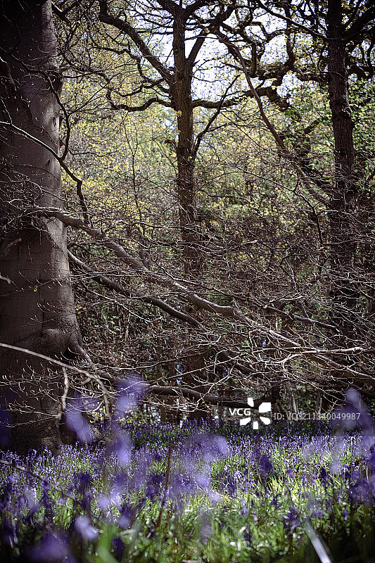 英国比肯山森林中的紫色开花植物图片素材