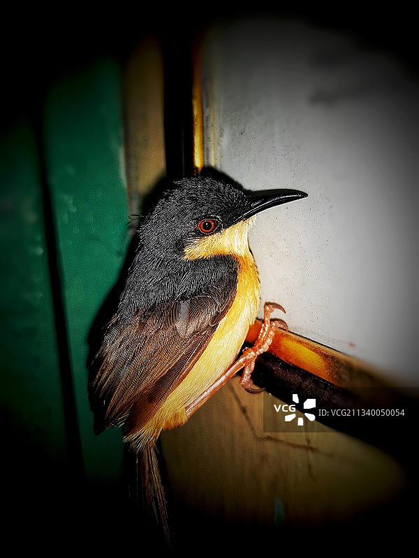 昆虫在植物上的特写图片素材
