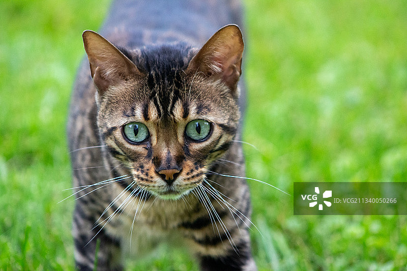 草地上的猫特写图片素材