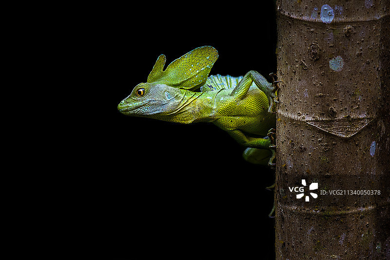 树干上的蜥蜴特写，哥斯达黎加图片素材