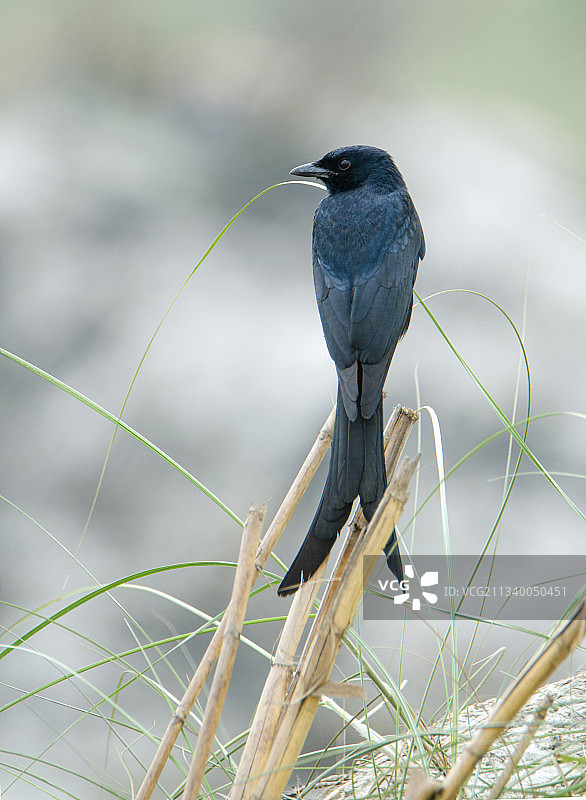 孟加拉国达卡，栖息在植物上的渡鸦特写图片素材
