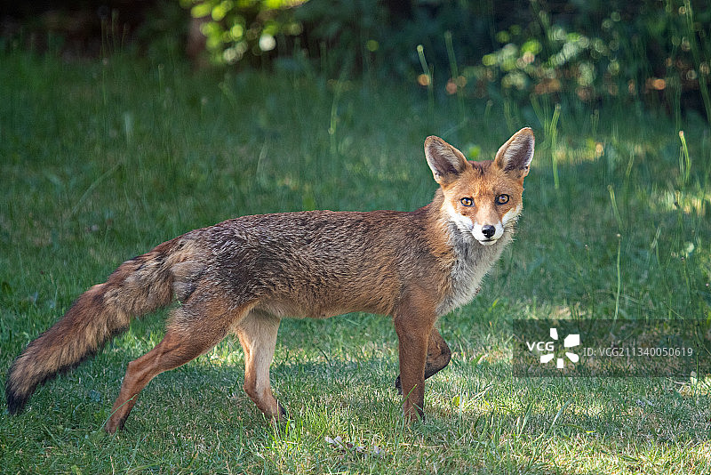 站在伦敦土地上的整只胡狼图片素材