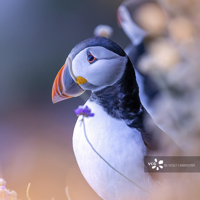 海鹦的特写，斯通黑文，英国图片素材