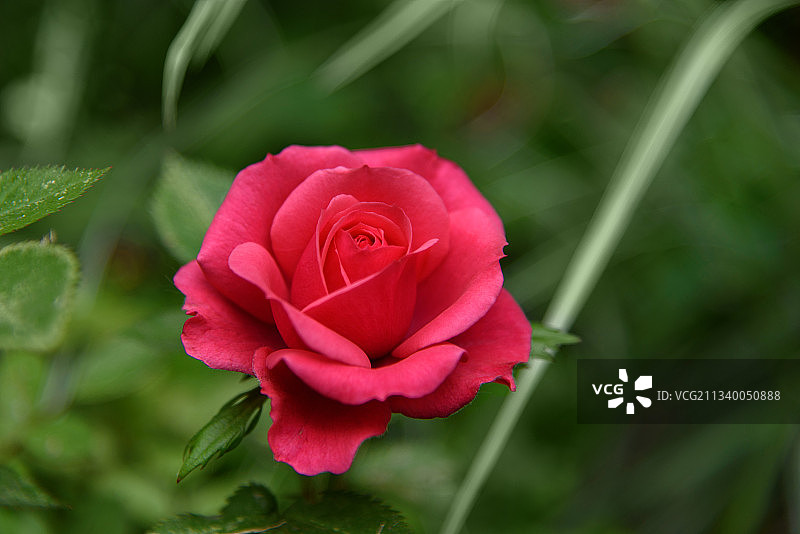 粉红玫瑰的特写图片素材