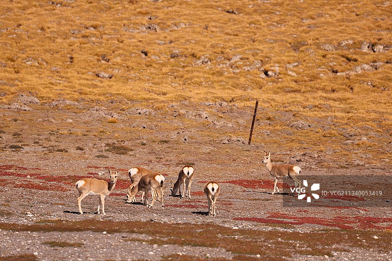 具有❤的藏原羚图片素材