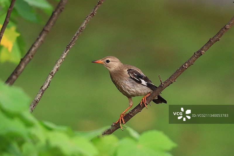 丝光椋鸟图片素材