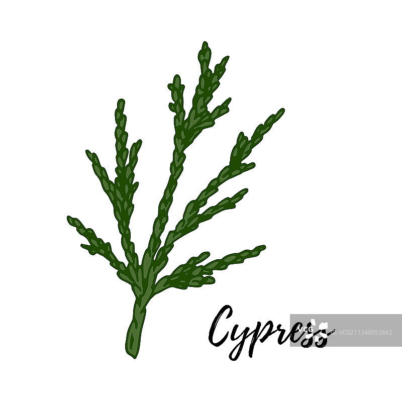 手绘绿色柏树枝，白色背景图片素材