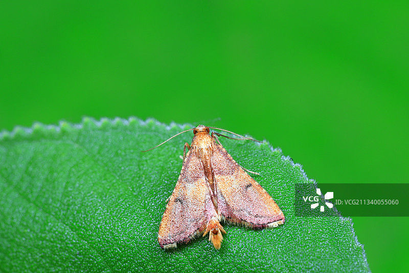 螟蛾科昆虫图片素材