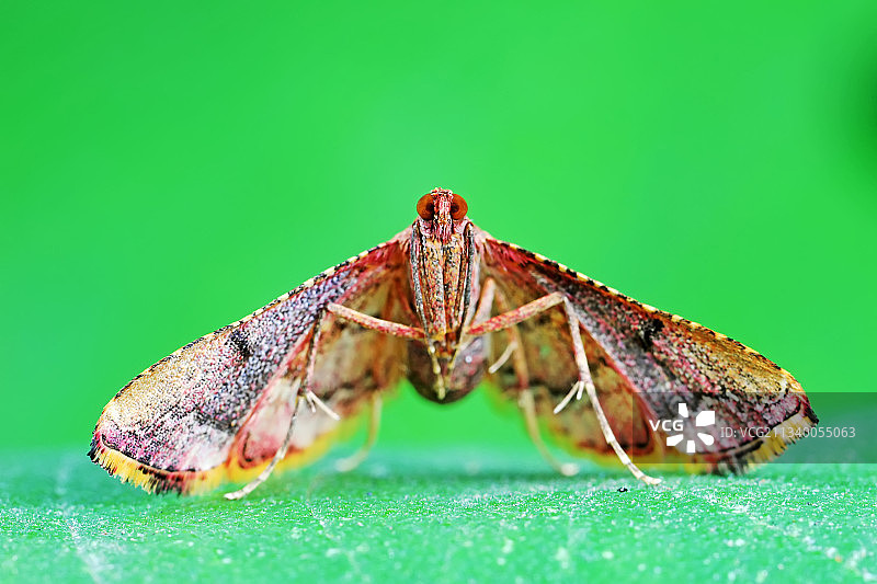 螟蛾科昆虫图片素材