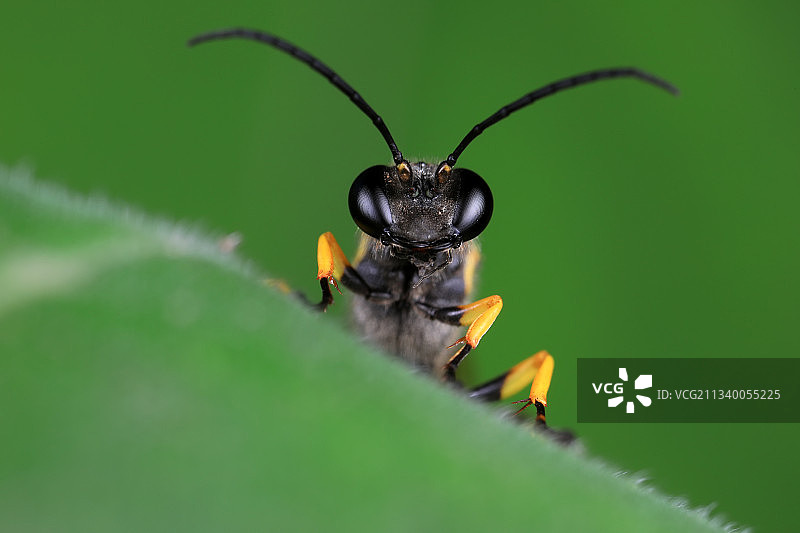 泥蜂图片素材