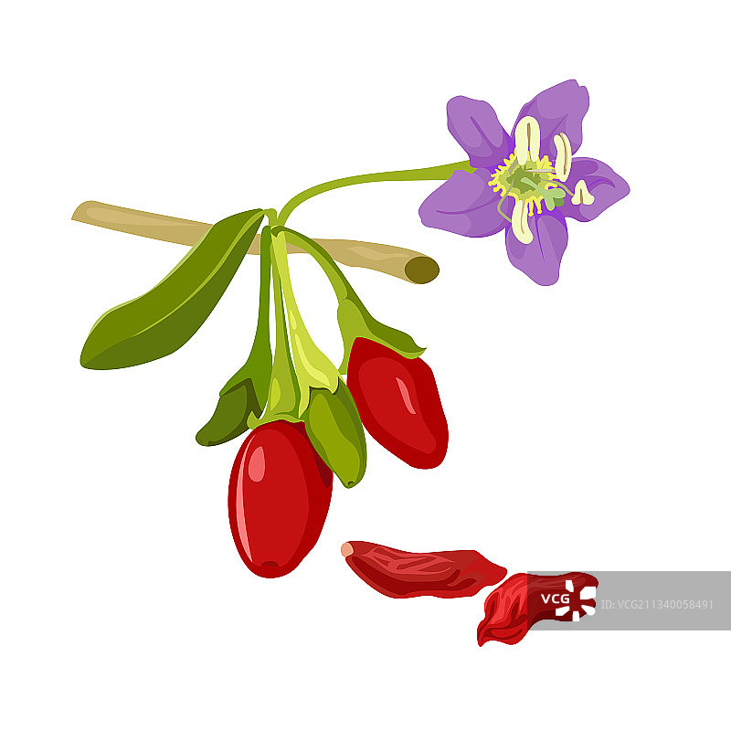 枸杞植物花和浆果与叶子图片素材