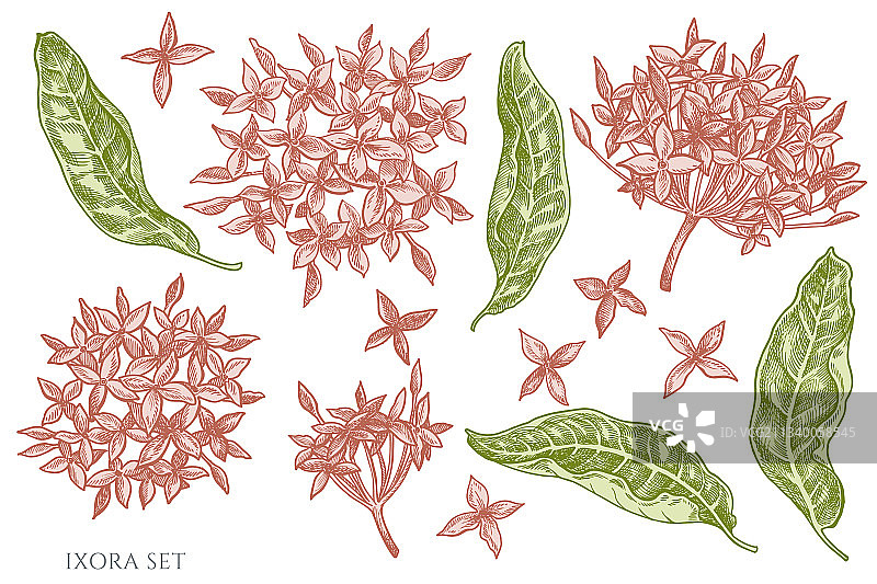 手绘粉彩龙船花图片素材