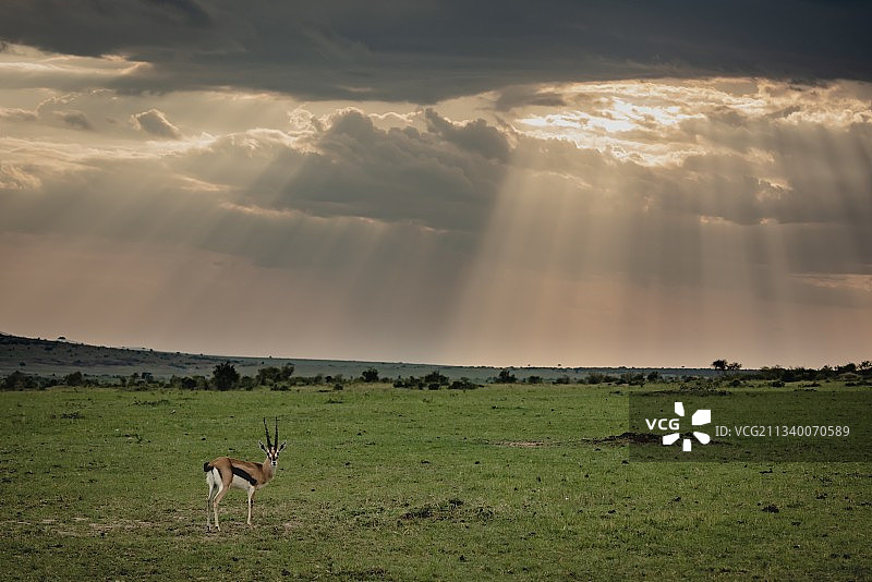 耶稣光与黑斑羚图片素材