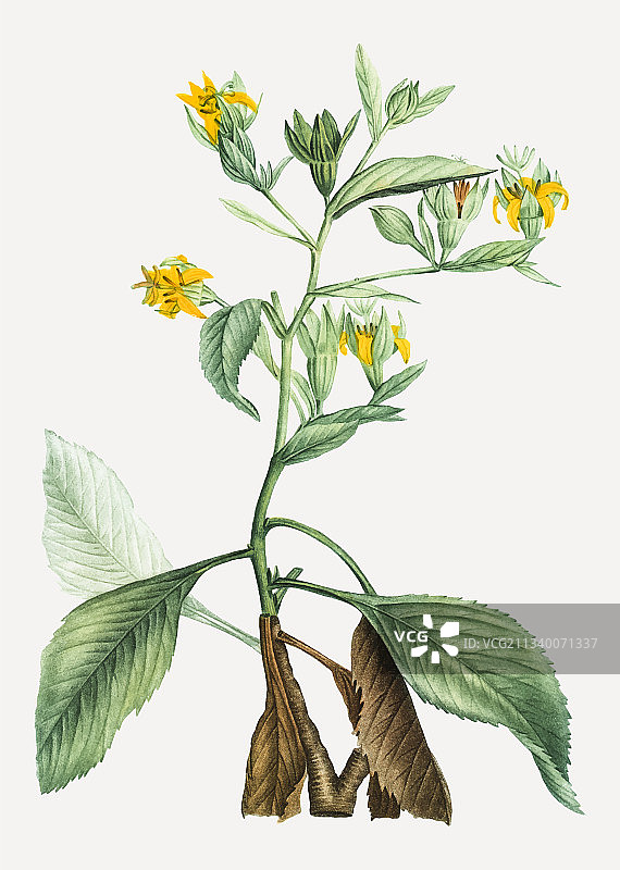 金苞花植物图片素材