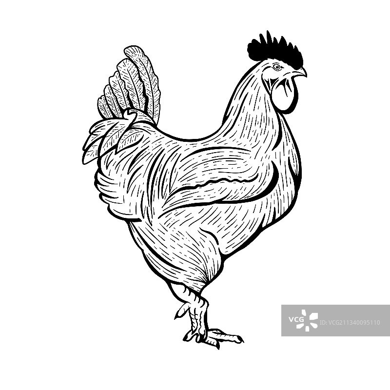 白色背景上手绘公鸡图案图片素材