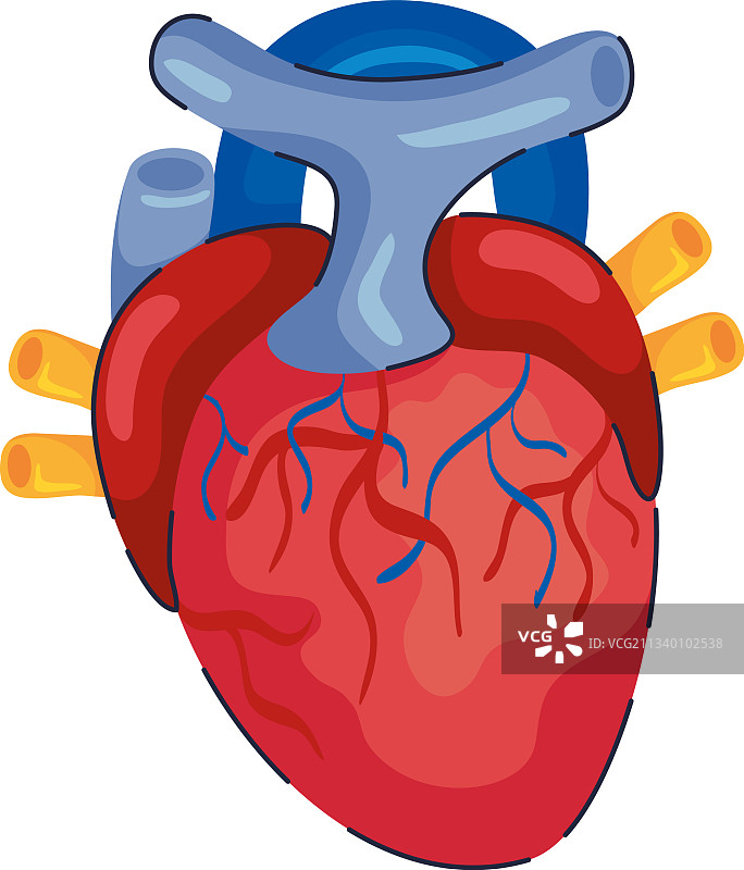 人体心脏器官图片素材