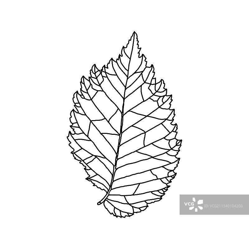 程式化榆树叶子绘画图片素材