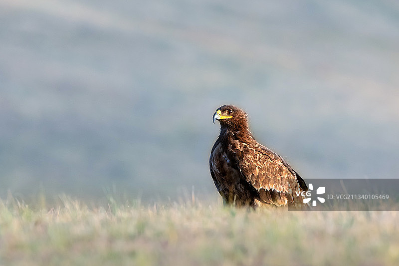 草原雕----雄霸一方图片素材