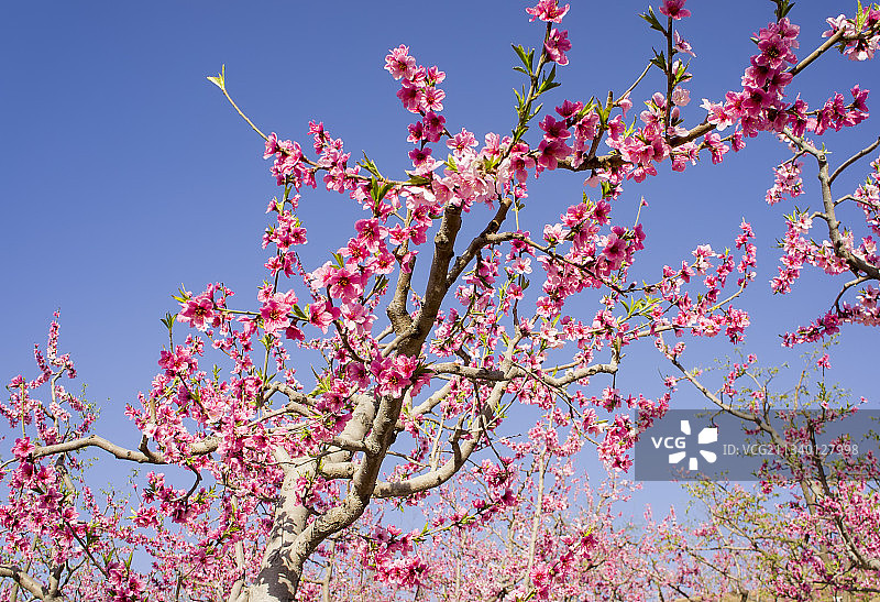 2011-04-15中国，河北省，保定市，顺平县，桃园图片素材