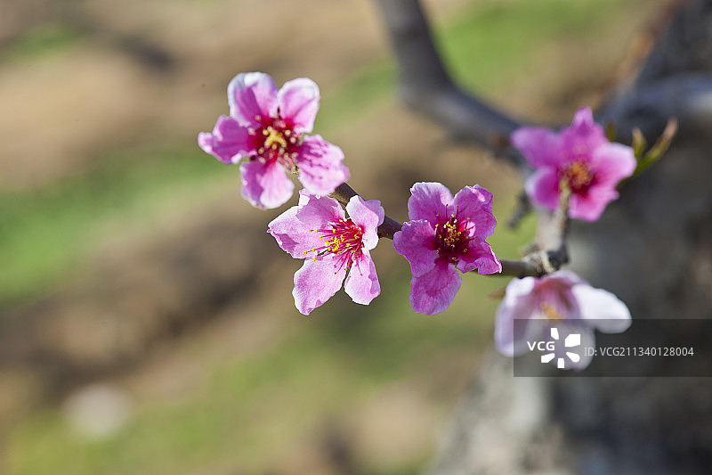 2011-04-15中国，河北省，保定市，顺平县，桃园图片素材