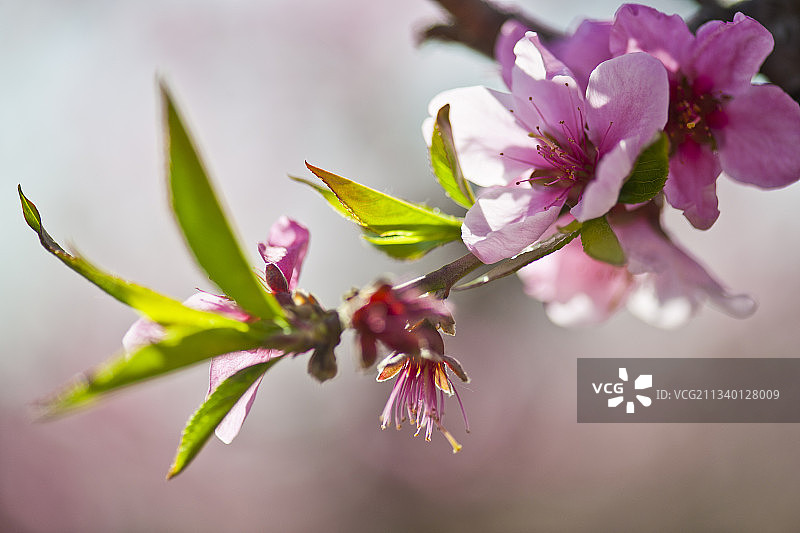 2011-04-15中国，河北省，保定市，顺平县，桃园图片素材