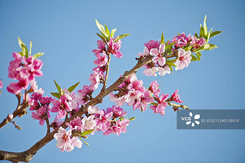 2011-04-15中国，河北省，保定市，顺平县，桃园图片素材