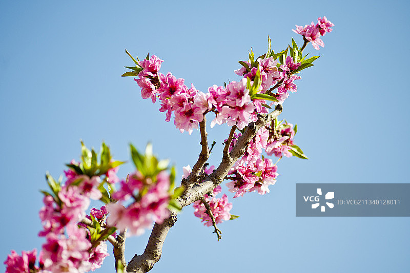 2011-04-15中国，河北省，保定市，顺平县，桃园图片素材