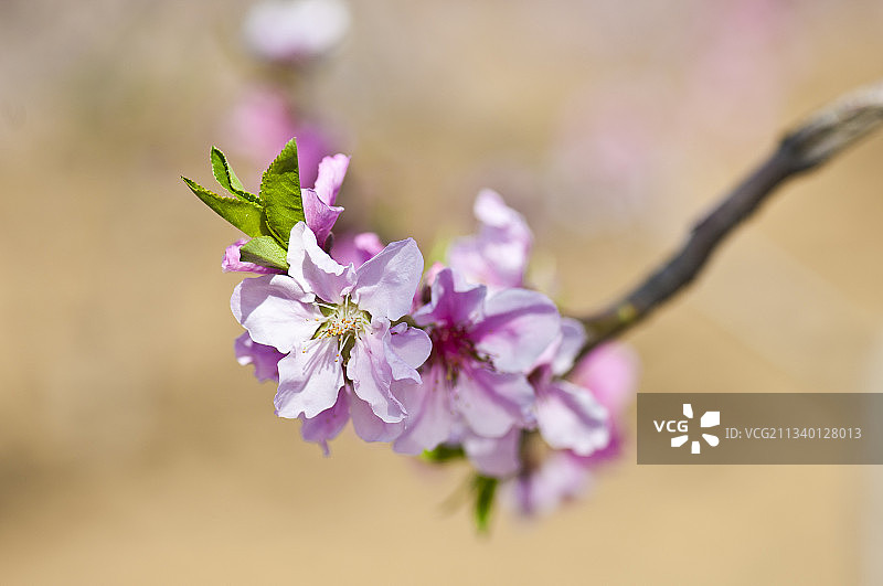 2011-04-15中国，河北省，保定市，顺平县，桃园图片素材