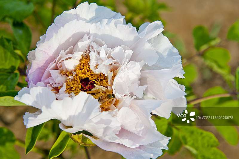 2011-04-26中国，河北省，邢台市，柏乡县，汉牡丹园图片素材
