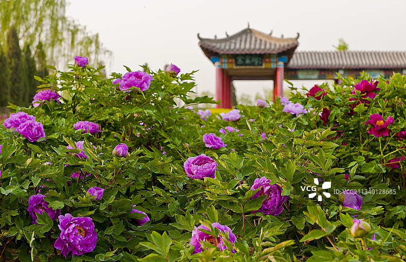 2011-04-26中国，河北省，邢台市，柏乡县，汉牡丹园图片素材