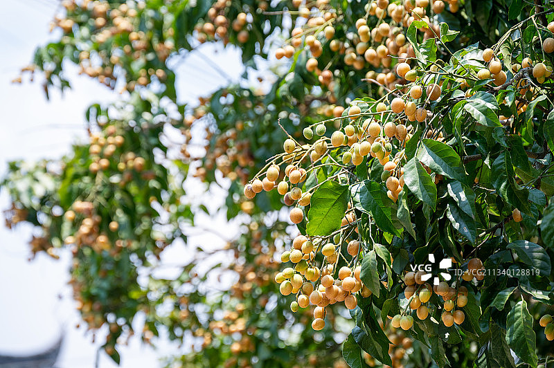 黄皮，黄皮果图片素材