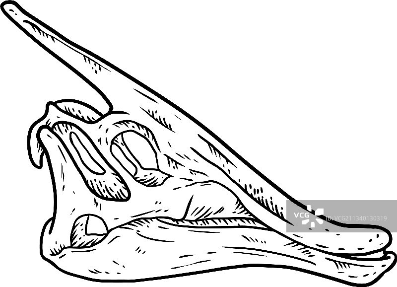 手绘副栉龙线条草图图片素材