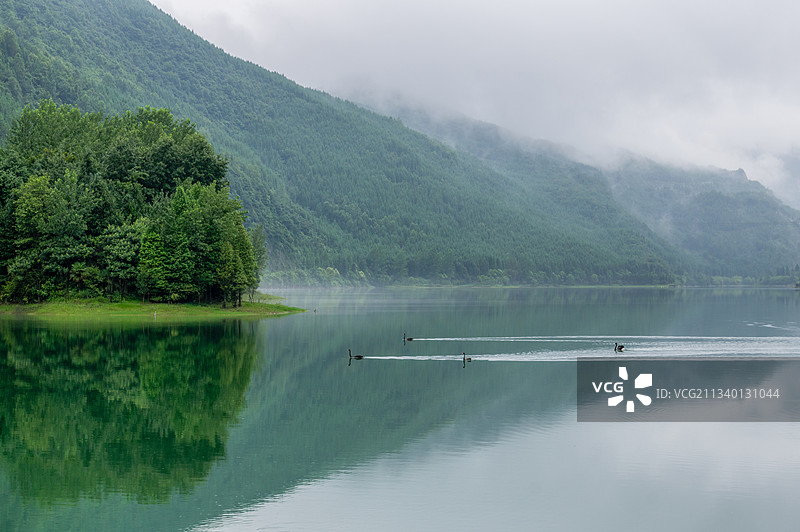 湖面上的黑天鹅图片素材