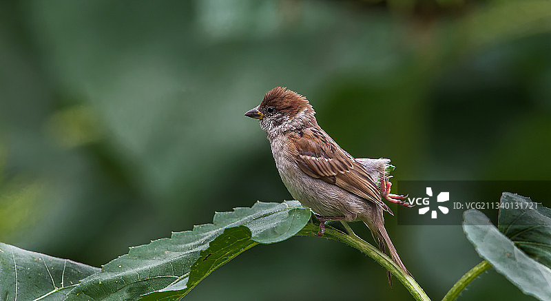 石头剪刀布～我出布～图片素材
