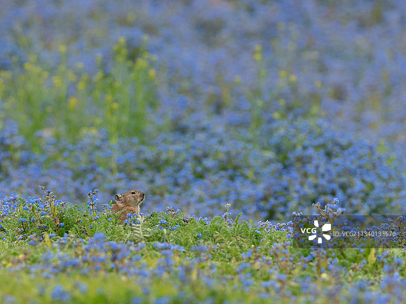 鼠兔花园图片素材