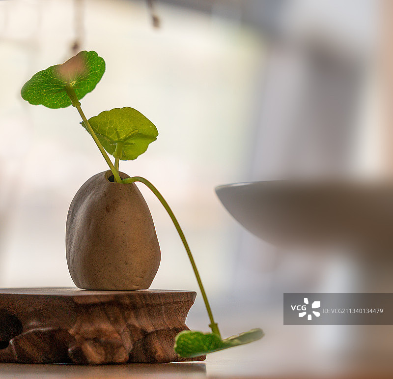 陶壶里的佛莲图片素材