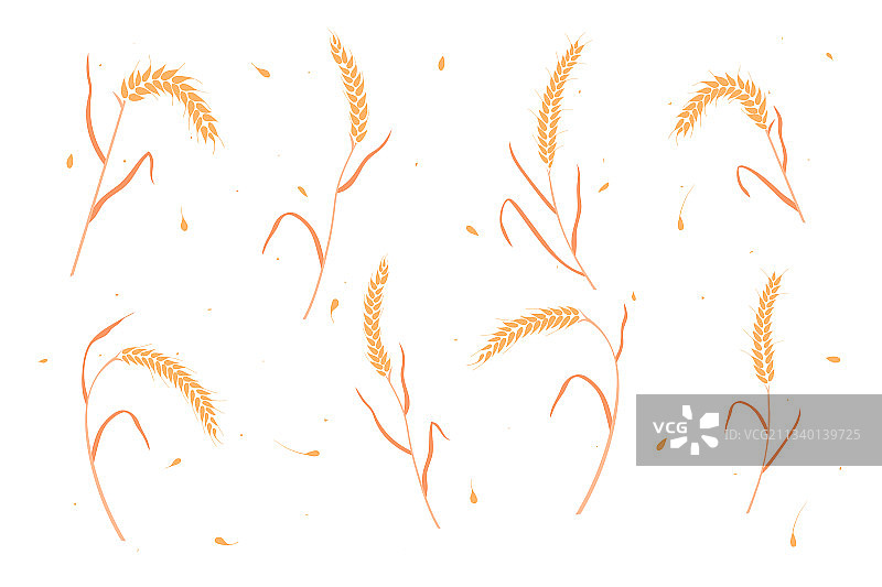 扁平风格的干小麦或黑麦穗图片素材