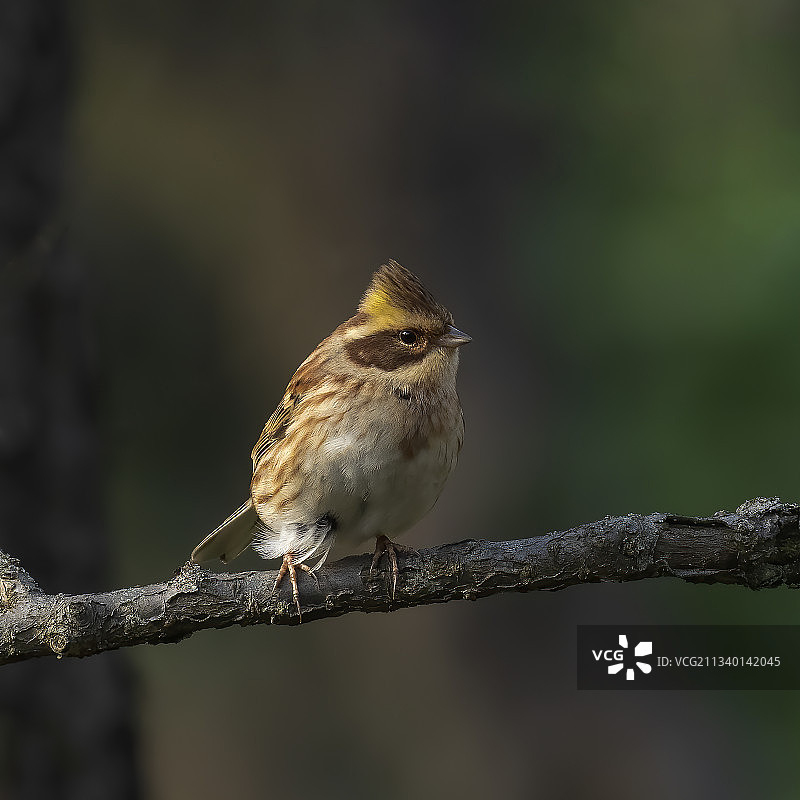 警觉地望着我的黄喉鹀图片素材