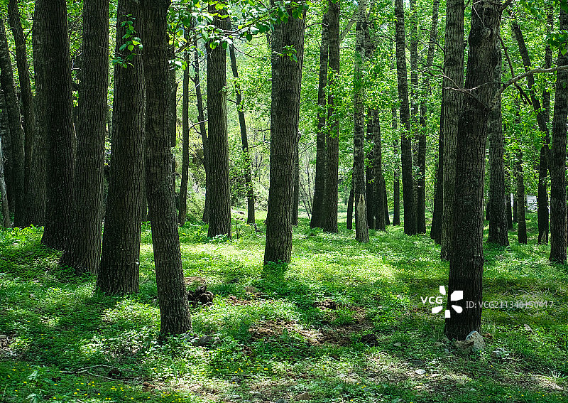 阳光，绿色图片素材