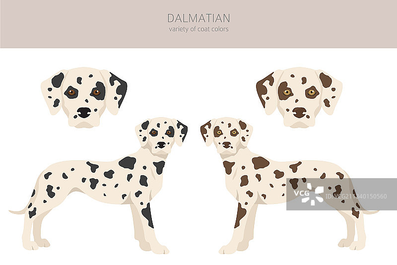 斑点狗不同姿势剪贴画图片素材